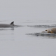 Image for article titled How military sonar may be harming endangered blue whales
